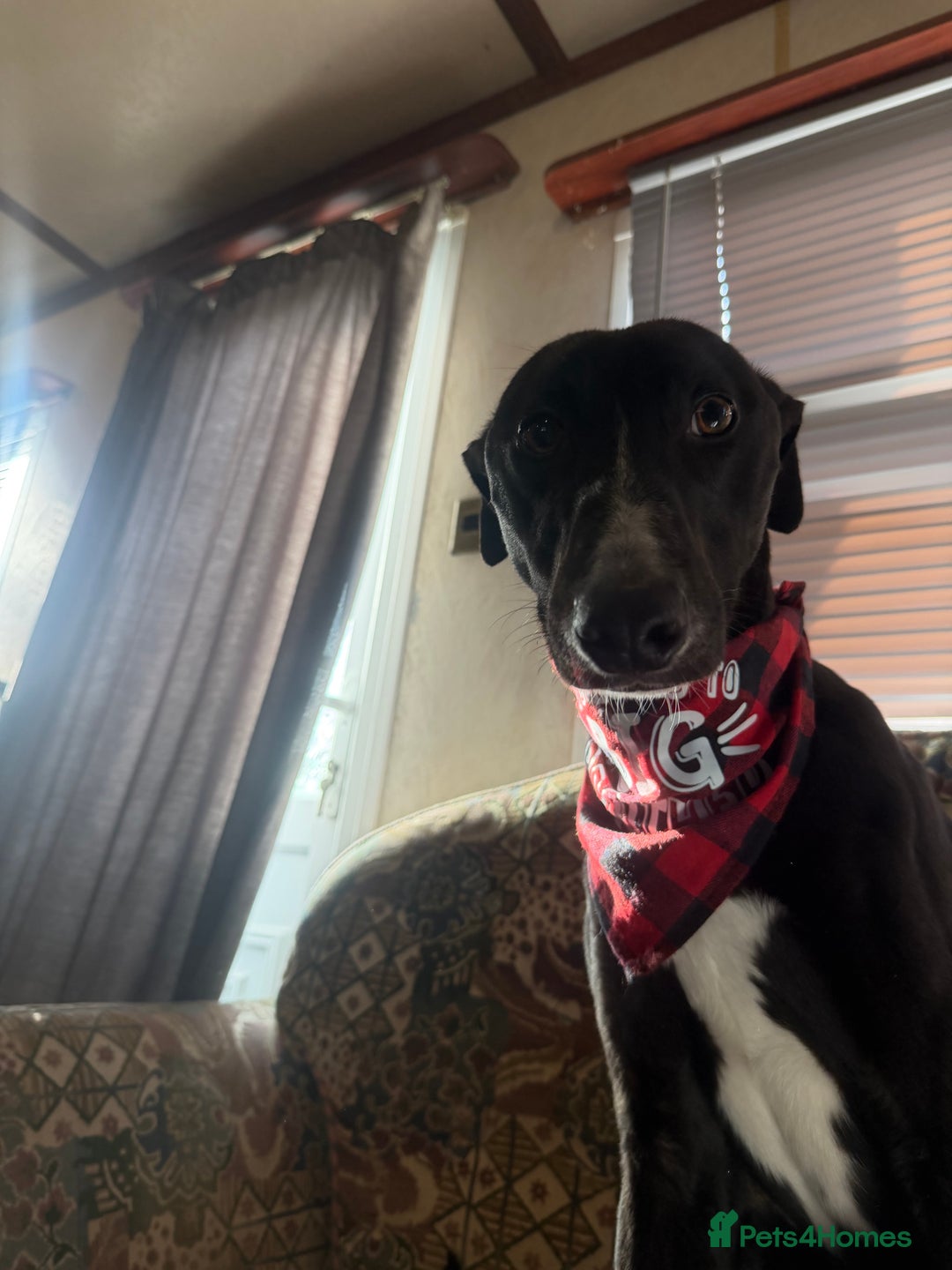 Mixed Breed dogs for sale: Greyhound x saluki male 1 year old  - Advert 1