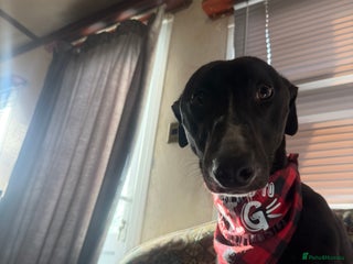 Mixed Breed dogs Greyhound x saluki male 1 year old - Advert 18