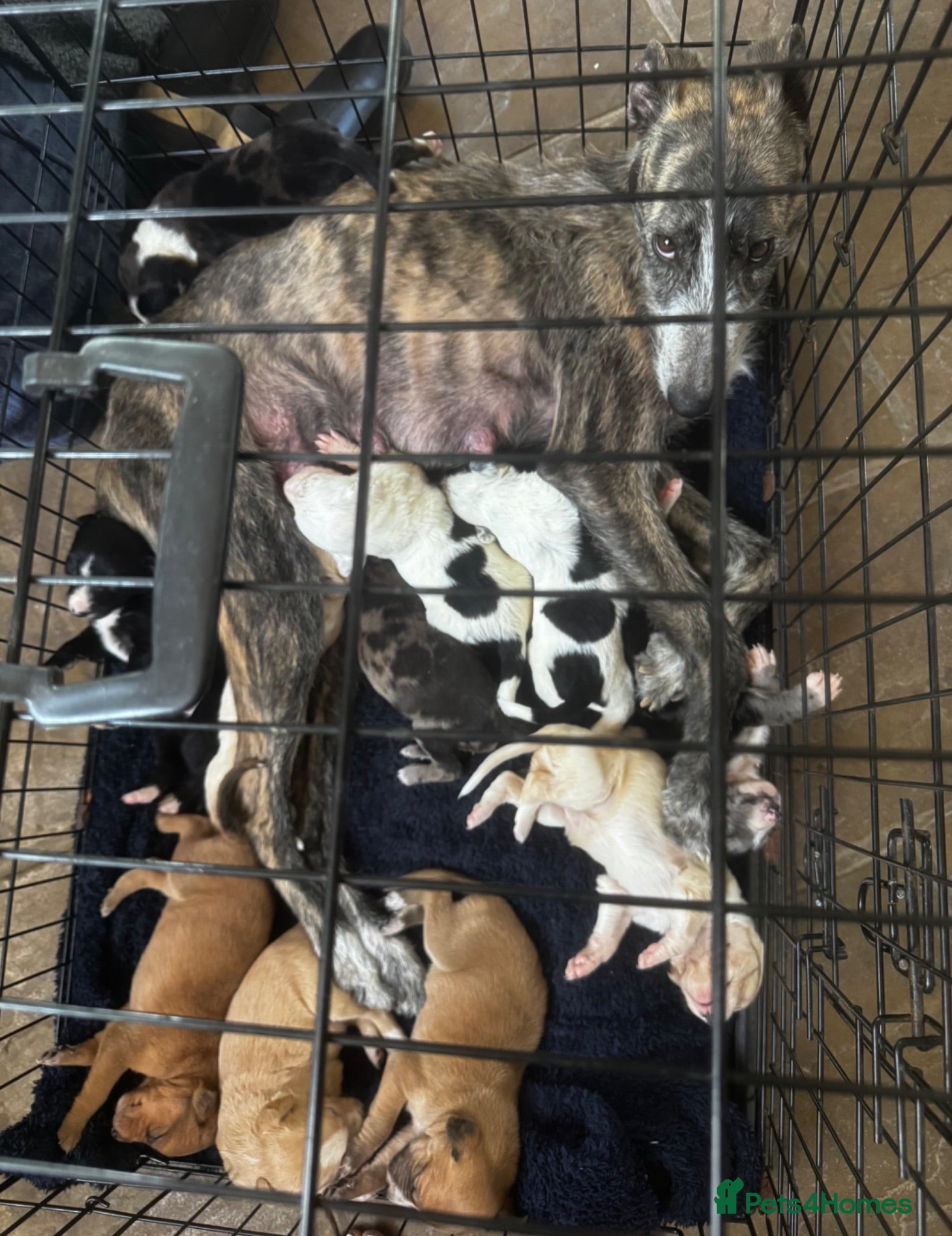 Lurcher dogs Top quality Lurcher puppies - Advert 1