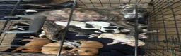Lurcher dogs for sale: Top quality Lurcher puppies - Advert 1
