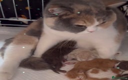 British Shorthair cats for sale: Chocolate solid Ticked boy CH parents  - Image 6
