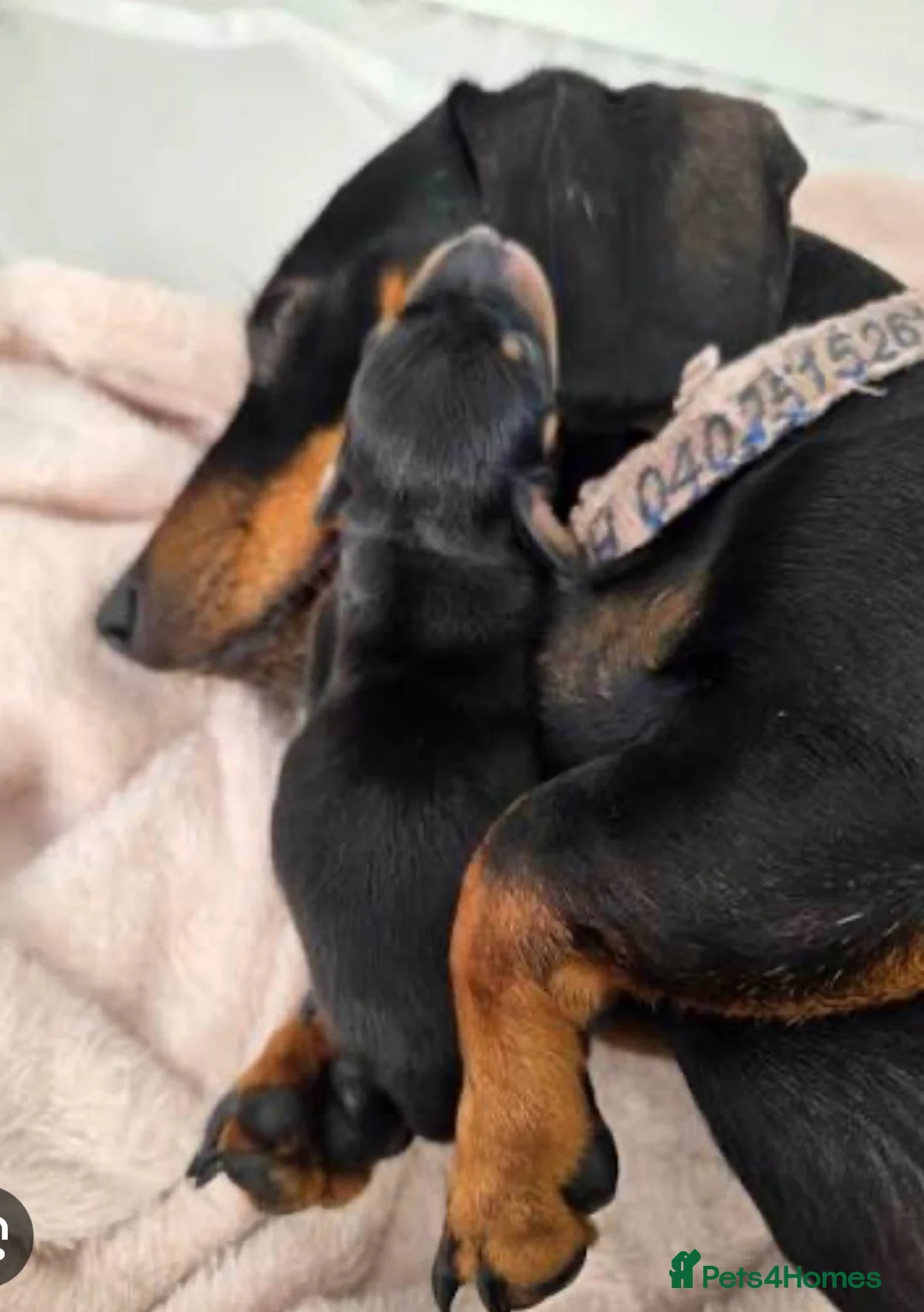 Dachshund dogs for sale:  Miniature Dachshund Puppies  in Taunton - Advert 1
