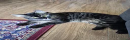 Mixed Breed cats for sale: Ragdoll mixed  in London - Advert 2