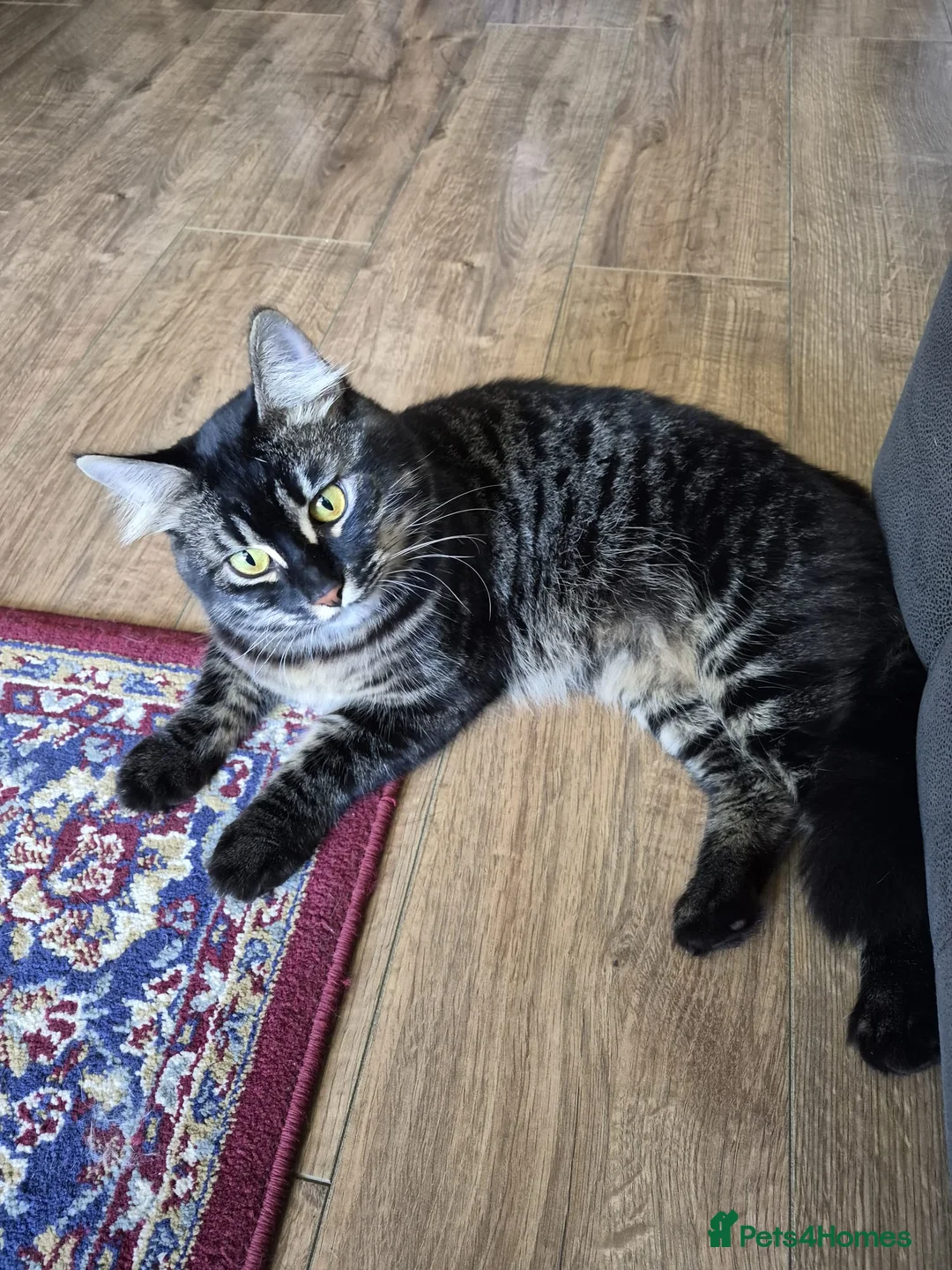Mixed Breed cats for sale: Ragdoll mixed  in London - Advert 2