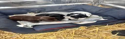 Cocker Spaniel dogs for sale: Cocker spaniels puppies  in Kilmarnock - Advert 13