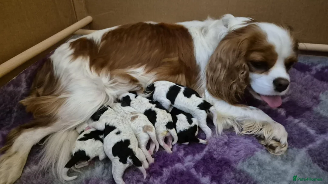 Toy Poodle dogs for stud: Health Tested Tri Toy in Birkenhead - Advert 27