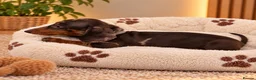 Miniature Dachshund dogs for sale: Miniature Dachshund Puppies  - Advert 18