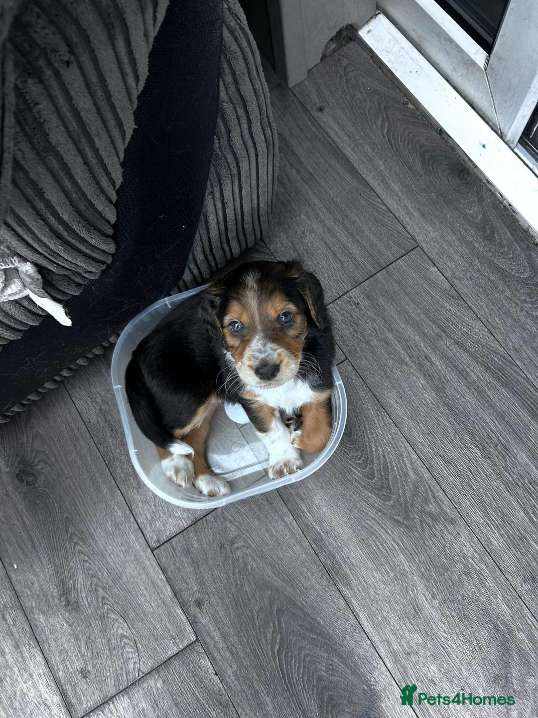 Mixed Breed dogs for sale: Border doodle - Image 27