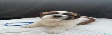 Shih Tzu 2