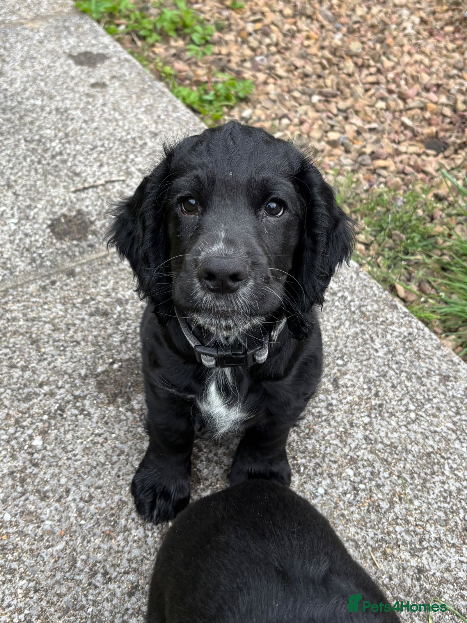 Cocker Spaniel dogs Last Working Cocker Spaniel Puppy - Advert 9