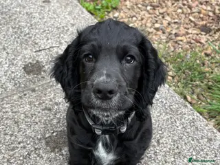 Cocker Spaniel dogs Last Working Cocker Spaniel Puppy - Advert 9
