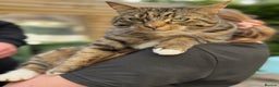 Mixed Breed cats for sale: Male Tabby 5 years old  - Advert 1