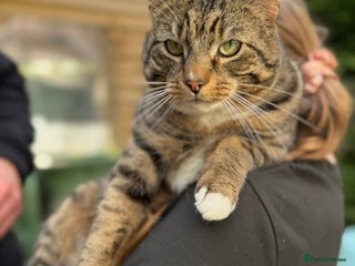 Mixed Breed cats Male Tabby 5 years old - Advert 3