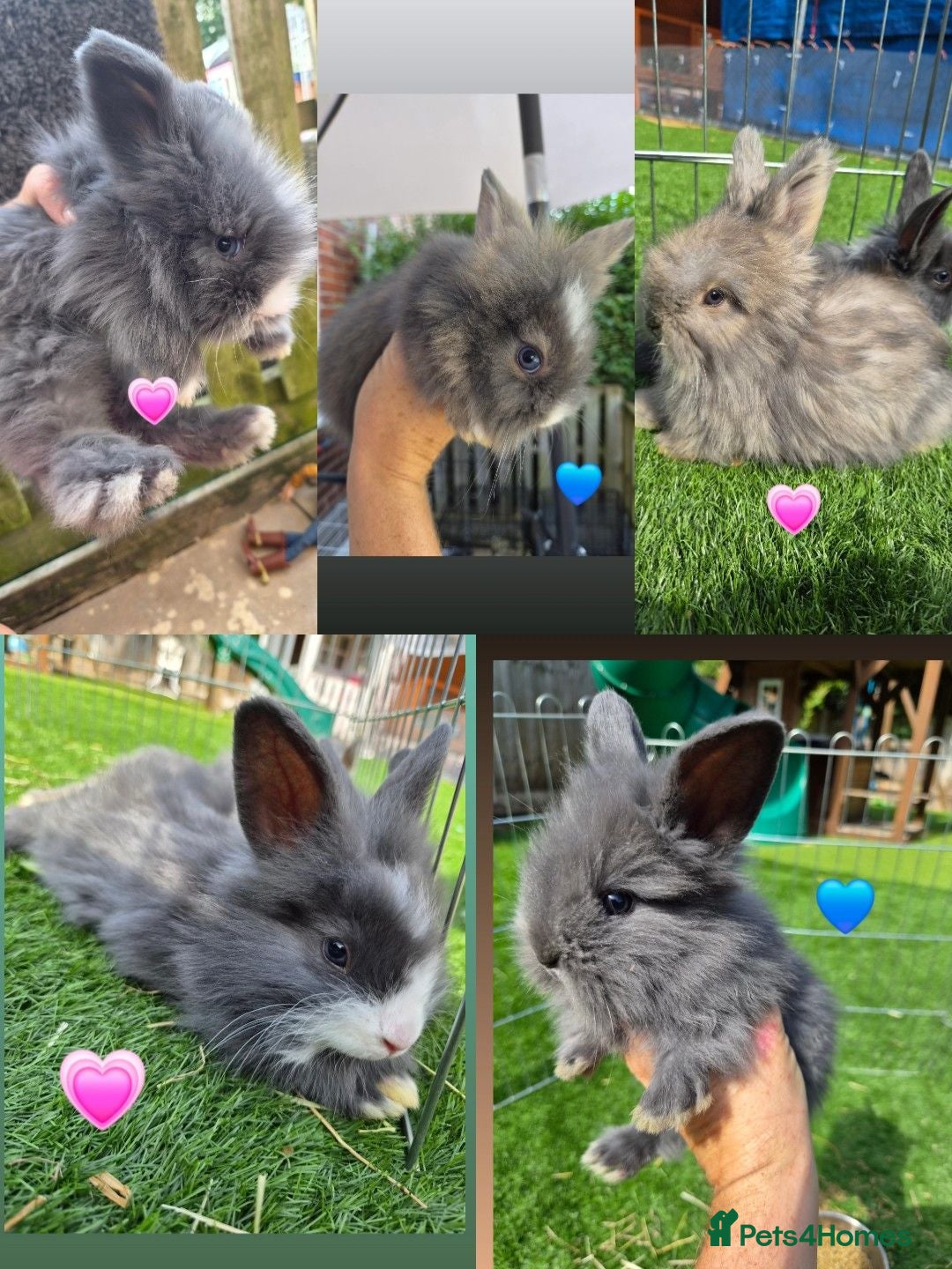 Angora rabbits Angora x lion head available from 29th Aug - Advert 1