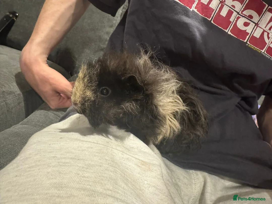 Guinea Pig rodents for sale: Family of 3 Male Guinea Pigs - Advert 1