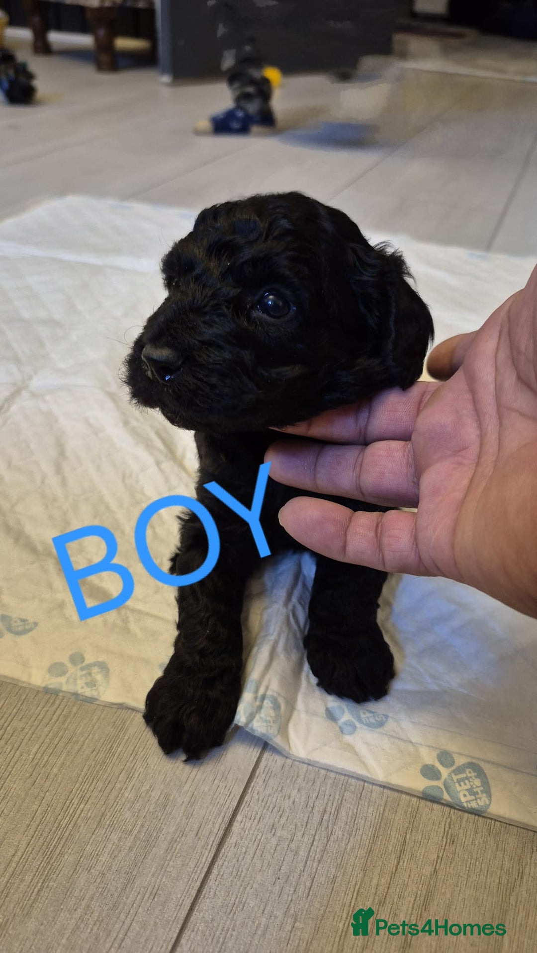Cockapoo dogs for sale: Cockapoo Puppies - Image 6