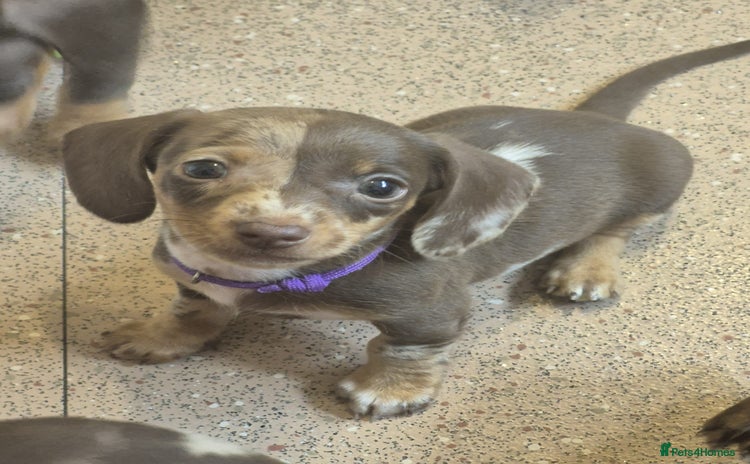 Miniature Dachshund dogs - Advert 3