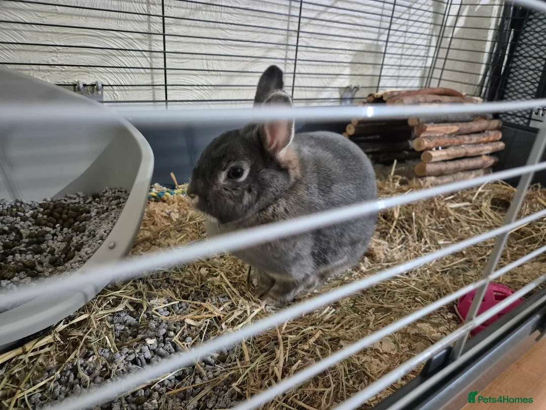 Mixed Breed rabbits for sale: Rabbit  - Advert 2