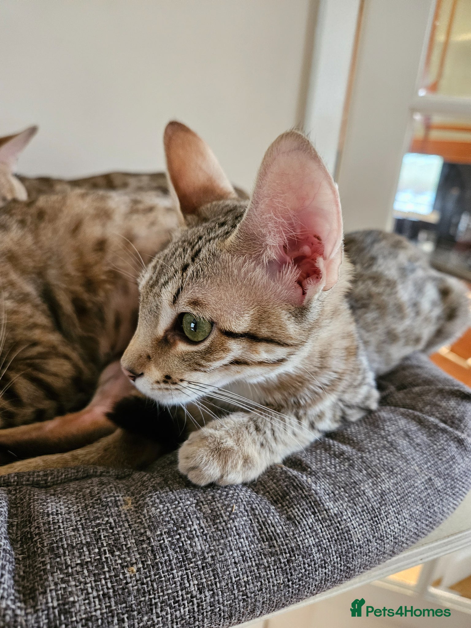 Savannah cats 3 beautilful F5 Savannah kittens - Advert 2