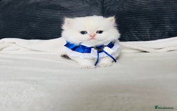 British Longhair cats for sale: 🐾🤩❤️Gold Angels - tiny stars 🐾❤️🐱 - Image 7