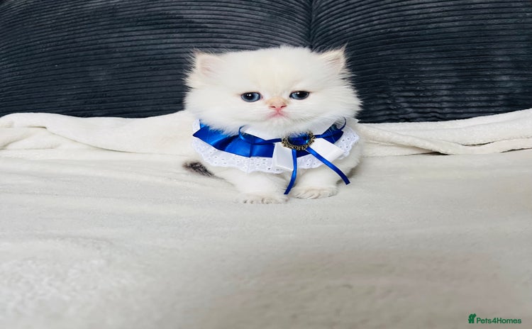 British Longhair cats - Advert 2