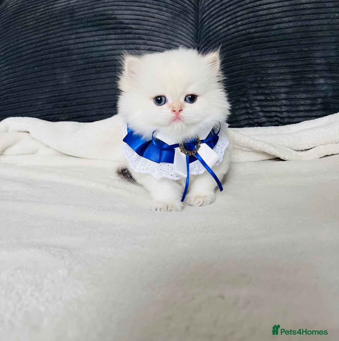 British Longhair cats for sale: 🐾🤩❤️Gold Angels - tiny stars 🐾❤️🐱 - Image 7