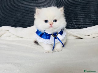 British Longhair cats - Advert 6