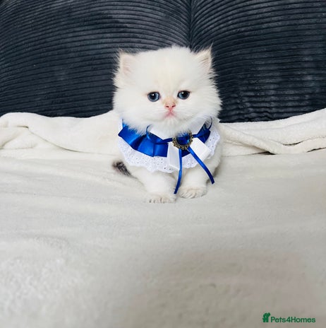 British Longhair cats - Advert 4