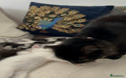 Domestic Shorthair cats for sale: Beautiful 5 tuxedo kittens available for new home. - Image 18