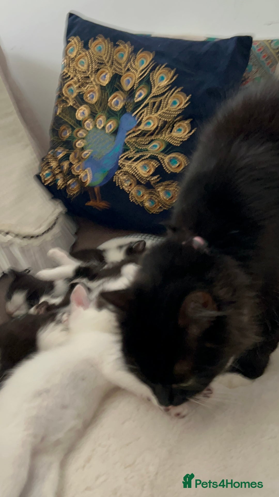 Domestic Shorthair cats for sale: Beautiful 5 tuxedo kittens available for new home. - Image 18