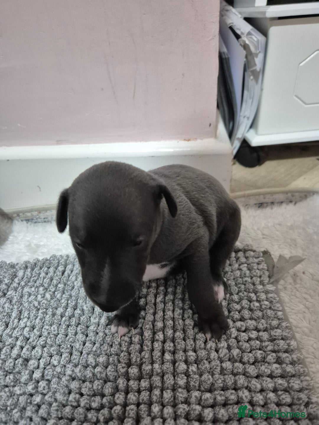 Whippet dogs for sale: 🐾 Stunning Blue Whippet Puppies - just £800!🐾 - Advert 4