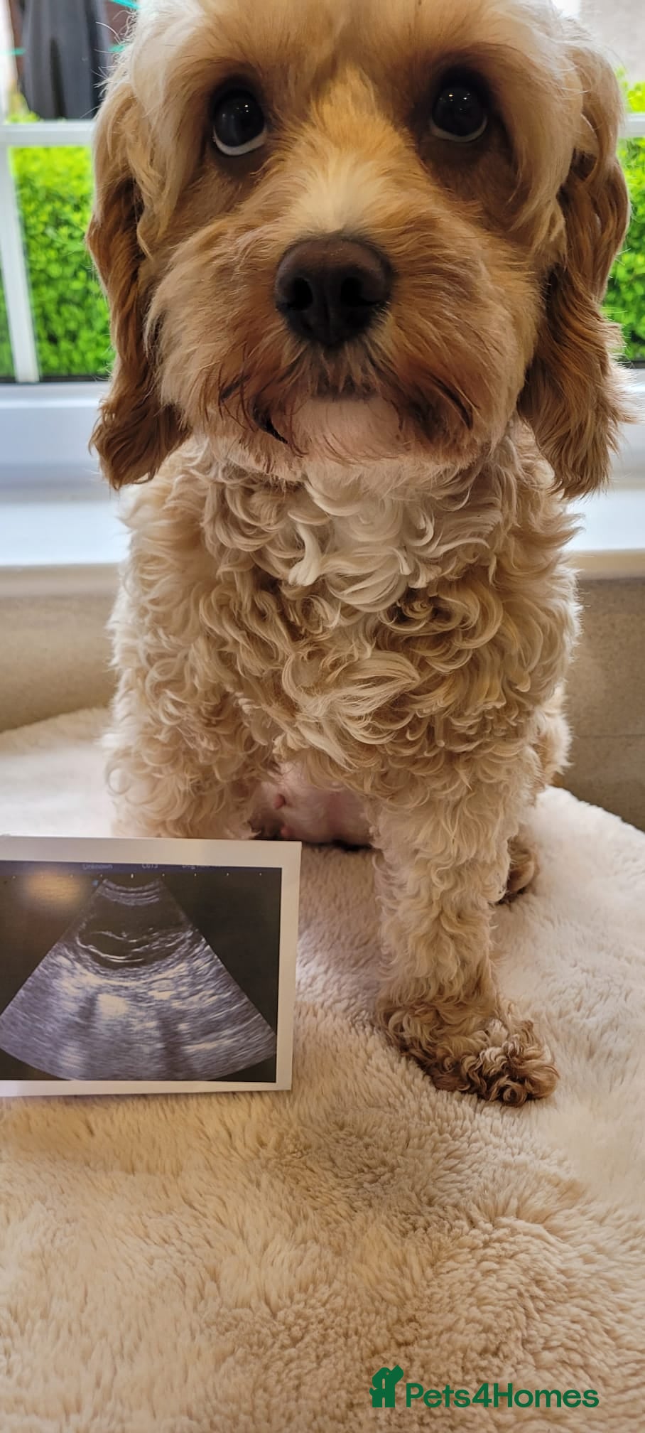 Cavapoo dogs Worry-Free-Pups-F1B CAVAPOO PUPPIES - Advert 1