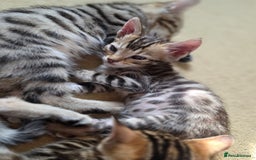 Bengal cats for sale: Bengal kittens. Absolutely beautiful!  - Image 15