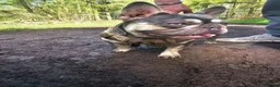 French Bulldog dogs for sale: KC registered French Bulldog Bitch for Sale - Advert 24