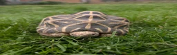 Tortoise reptiles for sale: 1x CB15 M and 1x CB19 F Indian Star Tortoise in Lincoln - Advert 4