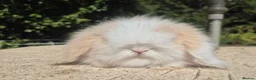 Angora rabbits for sale: 💓STUNNING TEDDYWIDDER BABIES- IMPORTED PARENTS 💓 - Advert 8