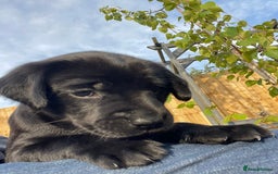 Labrador Retriever dogs for sale: Black Labradors looking for their forever homes - Image 5