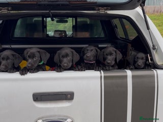 Mixed Breed dogs Black Lab x GSP puppies for sale - Advert 8