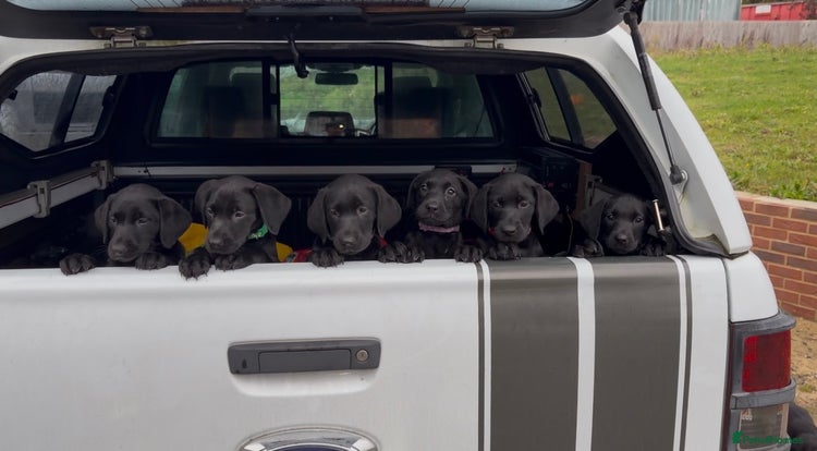 Mixed Breed dogs - Advert 6