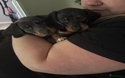 Miniature Dachshund dogs for sale: READY TO GO! ⭐️ 1 Beautiful Boy AVAILABLE!  - Image 7