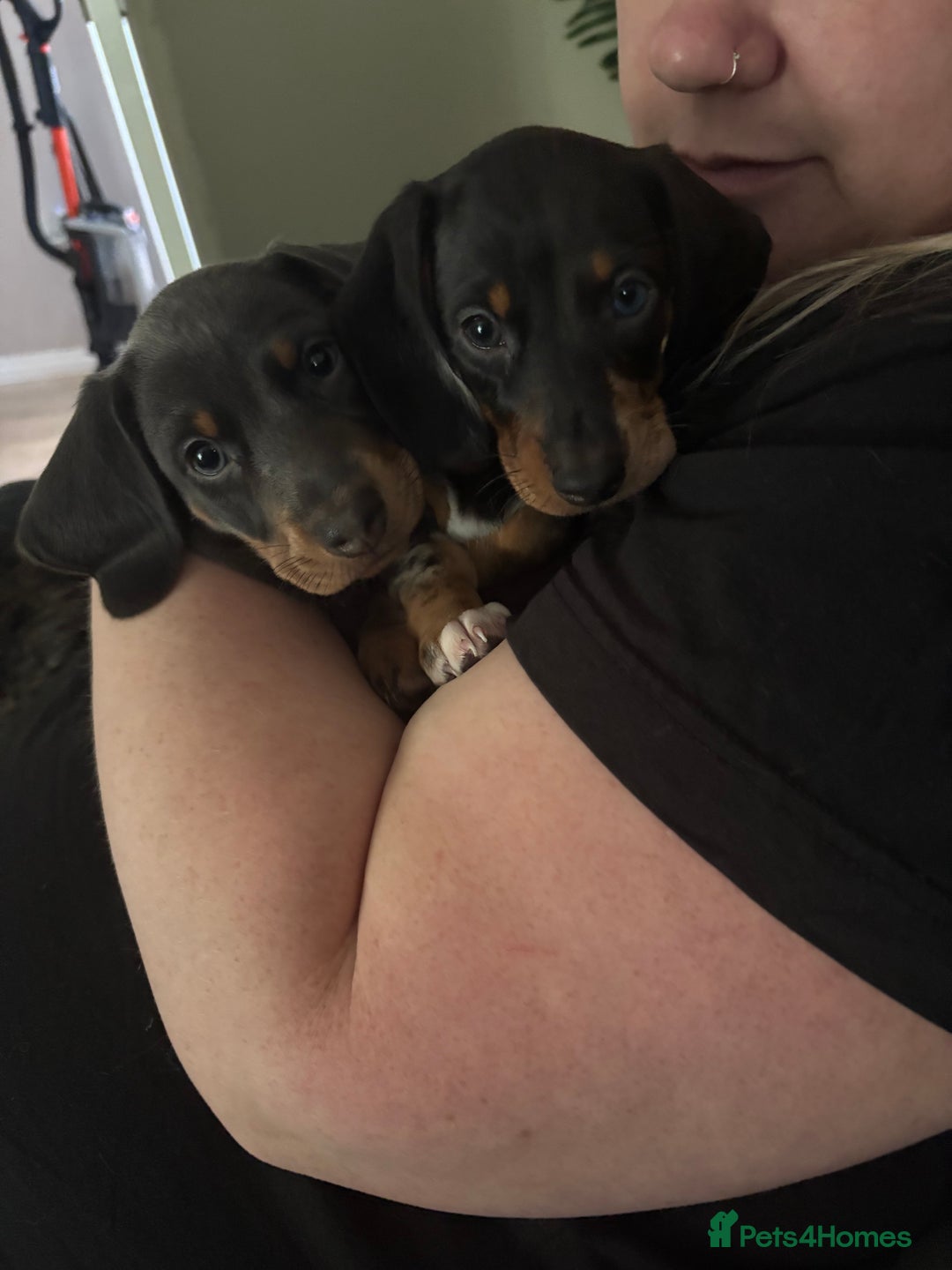 Miniature Dachshund dogs for sale: READY TO GO! ⭐️ 1 Beautiful Boy AVAILABLE!  - Image 7