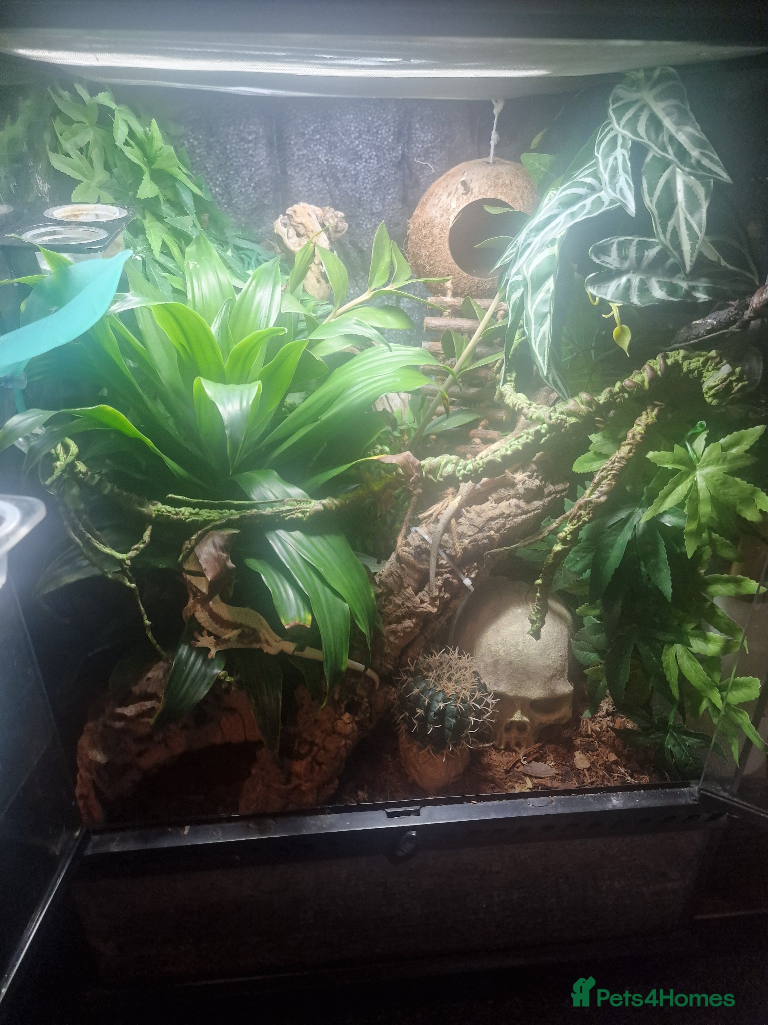 Gecko reptiles for sale: 8x Crested geckos/Full collection available!  - Advert 20
