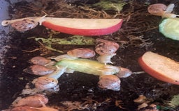 Snails invertebrates for sale: Giant African land snails  - Image 2