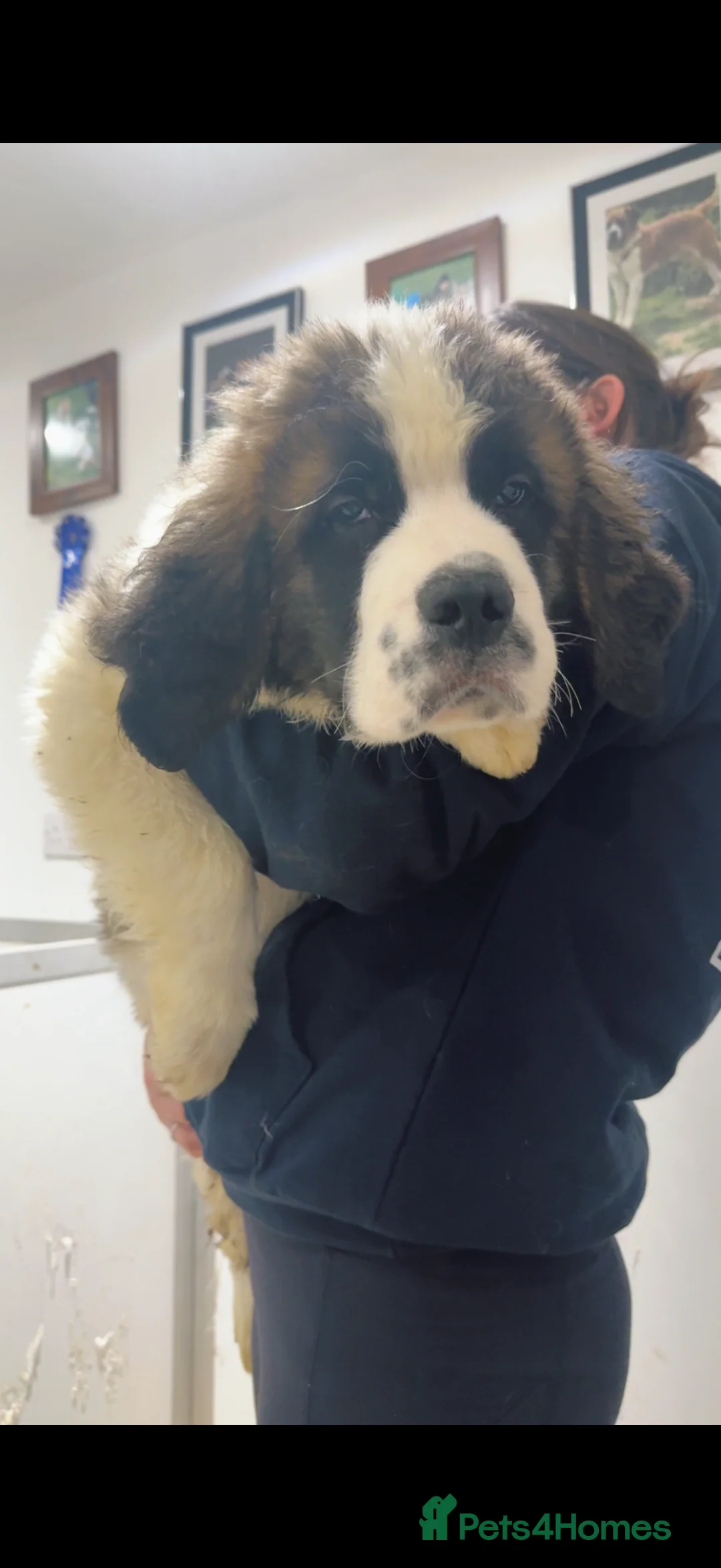 Saint Bernard dogs for sale: Beautiful Saint Bernard baby bears for sale - Advert 3