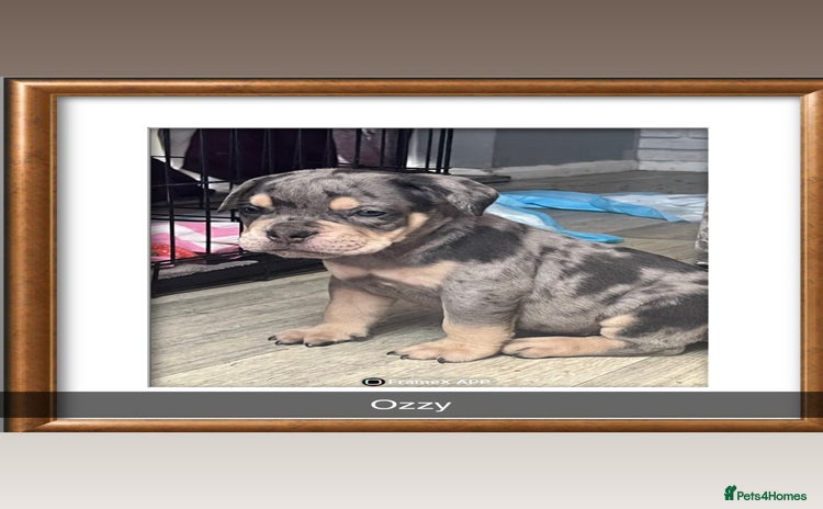 Olde English Bulldogge dogs - Advert 14
