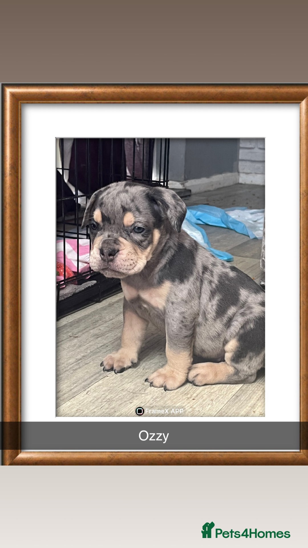 Olde English Bulldogge dogs for sale: Olde English bulldog pups  - Image 1