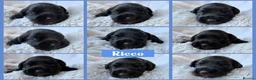 Miniature Schnauzer dogs for sale: BVA/MAC TESTED CLEAR - KC REG 2 BLACK GIRLS - Advert 13