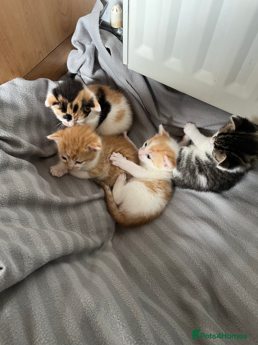 British Shorthair cats for sale: Shorthairs Uk Cat  - Image 3