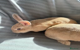Mixed Breed rabbits for sale: 3 stunning Lop crossed with Double lion mane - Image 10