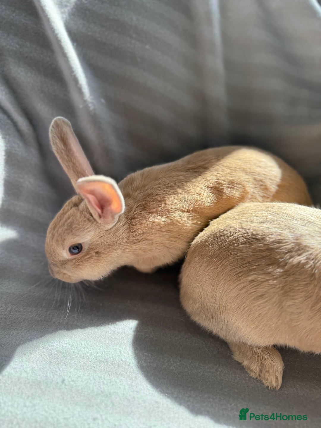 Mixed Breed rabbits for sale: 3 stunning Lop crossed with Double lion mane - Image 10